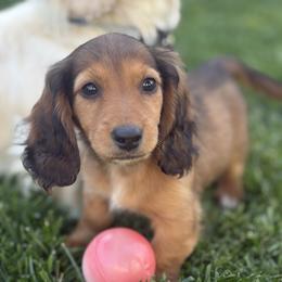Brownie - Red male Dachshund puppy in Vancouver, Washington from Cascade Minis
