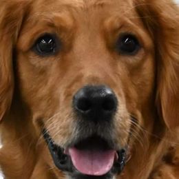 Copper - Golden Retriever