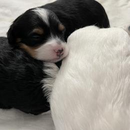 Bernedoodle Puppies from Eastside Paws