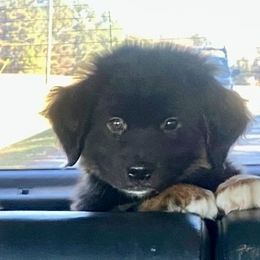 Cartman - Black tri male Miniature Australian Shepherd puppy in Commerce, Georgia from Magnolia Pawz Aussies