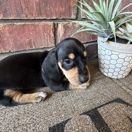 Cooper - Black and tan male Dachshund puppy in Keota, Oklahoma from Skyview Doxie Ranch