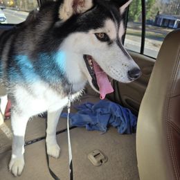 Sakima - Siberian Husky