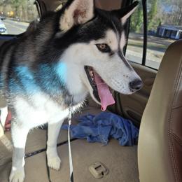 Sakima - Siberian Husky