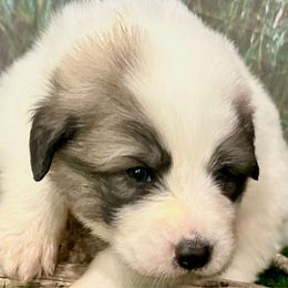 KIP Blue collar male - White and badger male Great Pyrenees puppy in Fair Grove, Missouri from Allen Wags & Woolies