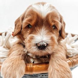 Snickerdoodle - Apricot male Goldendoodle puppy in Hollister, Missouri from Wild Acres Goldendoodles