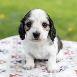 Simon - Cream male Dachshund puppy in Boswell, Indiana from Golden Moose Homestead
