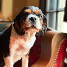 Poppy - Tri-color female Cavalier King Charles Spaniel puppy in Middletown, Ohio from CreekSong Farm Cavaliers