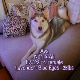 Ava - Pomsky