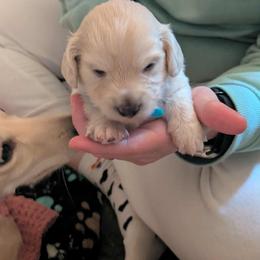 Dachshund Puppies from Brianna Bray