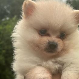 Taylor - Cream male Pomeranian puppy in Kansas City, Missouri from S&K Pomeranians