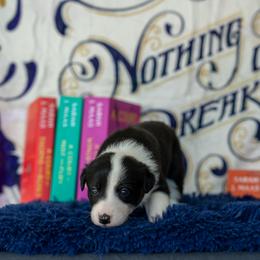 Border Collie, Papillon, Sporty Mix, and Whippet Puppies from Old Hemp Border Collies / Open Horizon Sport Dogs