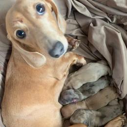 Dachshunds from AKFourty Seven Farms