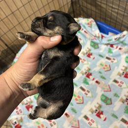 Yellow - Black and silver female Miniature Schnauzer puppy in Sparta, North Carolina from New River Miniature Schnauzers