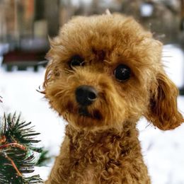 Penny - Cavapoo