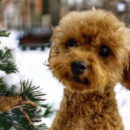 Penny - Cavapoo