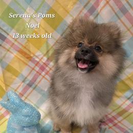 Noel - Cream sable male Pomeranian puppy in Sanford, Florida from Serena's Poms