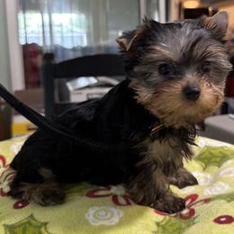 Puppy Boy 1 - Blue and gold male Yorkshire Terrier puppy in Frederick, Maryland from Maria Rodriguez