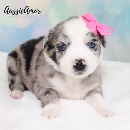 Bi Blue Merle 3 2 blue eyes - Blue merle female Miniature Australian Shepherd puppy in Pinehurst, Texas from Aussie Amor