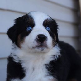 Hazel - Black tri-color Australian Shepherd puppy in Clinton, Utah from Neon Moon Aussies