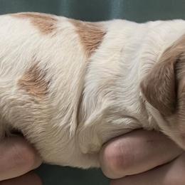 Holly girl 1 - White and orange female Brittany puppy in Floyd Knobs, Indiana from Cross Creek Brittanys