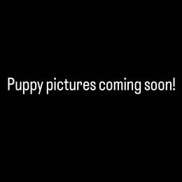 Boy 1 - Sable male Goldendoodle puppy in La Verne, California from Marshall Goldendoodles