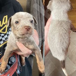 Australian Cattle Dog Puppies from Twisted C Heelers