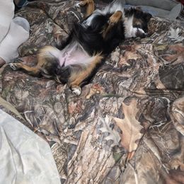 Miniature Australian Shepherd All Grown Up from Candice Stenka