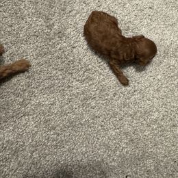 Poodle Puppies from Johnson Ventures