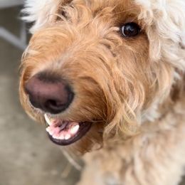 Goldendoodles from D & D Golden Doodles, LLC