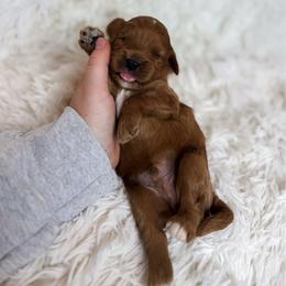Rolo - Apricot male Cavapoo puppy in Reeds Spring, Missouri from As Good As Goldendoodles and more