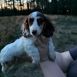 Opie (ready now discount) - Piebald male Dachshund puppy in Dinwiddie, Virginia from White Oak Kennels