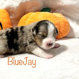Girl 3 - Miniature American Shepherd puppy in Eclectic, Alabama from Solid Rock Miniature American Shepherds
