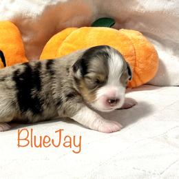 Girl 3 - Miniature American Shepherd puppy in Eclectic, Alabama from Solid Rock Miniature American Shepherds