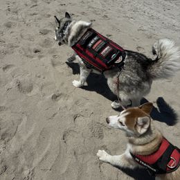 Siberian Husky Puppies from Young Orchard Siberians