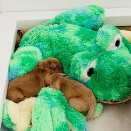 Golden Retriever Puppies from Hope Service Dogs, Inc