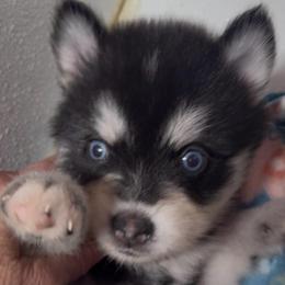 Ivy - Black and white female Pomsky puppy in Spring Hill, Florida from PDQ Pomskies