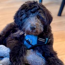 Aussiedoodle puppies from Foothill Aussies