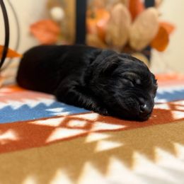 Light Blue - Sable male German Shepherd puppy in Columbus, Georgia from Blue Phoenix Shepherds