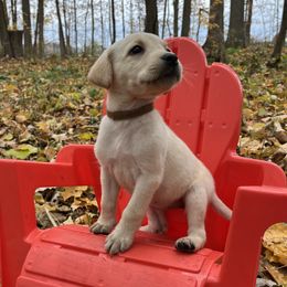 Alex - Yellow female Labrador Retriever puppy in Alger, Ohio from Osborne Family Retrievers