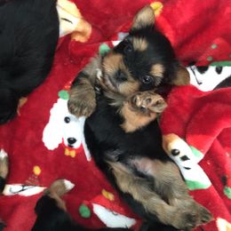 Yorkshire Terrier Puppies from Jackie Jenny’s Precious Yorkies