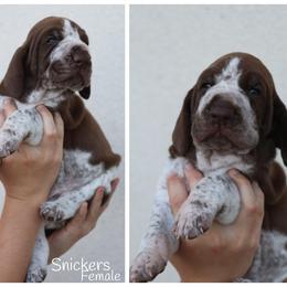 Snickers - White and chestnut female Bracco Italiano puppy in New Mexico from HighBrassGunDogs