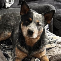 Potter - Australian Cattle Dog