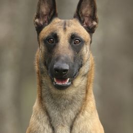 Stryker - Belgian Malinois