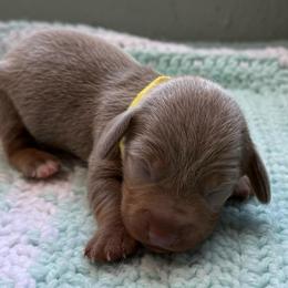 Iron Fist - Fawn (Isabella) male Dachshund puppy in Pittsburg, California from Super Hero Dachshunds