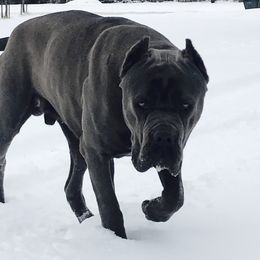 Dominic - Cane Corso