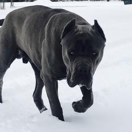 Dominic - Cane Corso