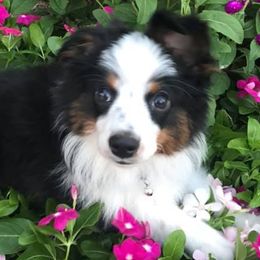 Miniature American Shepherds and Toy Australian Shepherds from Brushy Creek Mini Aussies