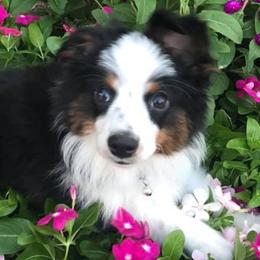 Miniature American Shepherds and Toy Australian Shepherds from Brushy Creek Mini Aussies