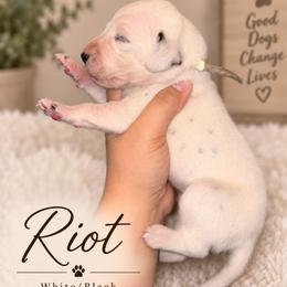 Riot - White and black male Dalmatian puppy in Toledo, Ohio from Exquisite Dalmatians & Standard Poodles