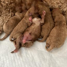 Poodle Puppies from Bruno & Co. Puppies
